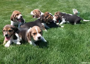 pui Beagle  - imagine 5