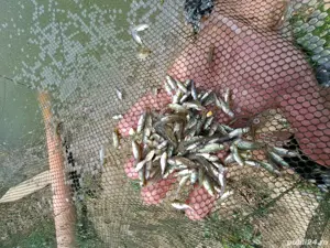 puiet peste LIN - imagine 2