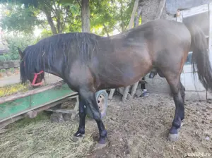 Armasar 5ani corcitura - imagine 2