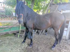 Armasar 5ani corcitura - imagine 3