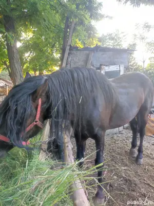 Armasar 5ani corcitura