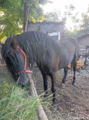 Armasar 5ani corcitura - imagine 4