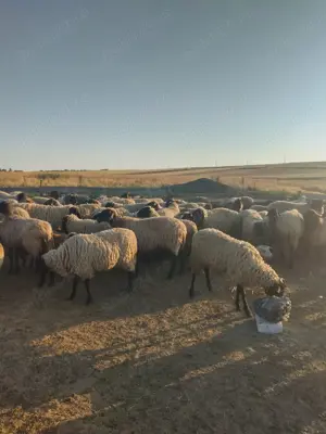 Vând 80 de oii carabase de Teleorman  - imagine 3