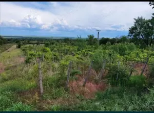 De vanzare teren 6600m pietroasele  - imagine 2