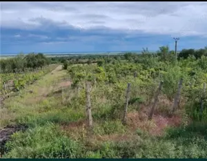 De vanzare teren 6600m pietroasele  - imagine 3