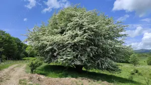 Teren de Vanzare - Intravilan - 2750mp  - imagine 6