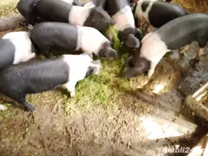 Porci Bazna  - imagine 2