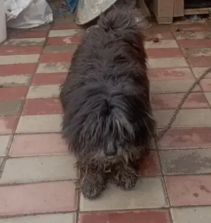 Bichon maltez femela 