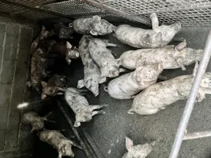 Vand porci  - imagine 2