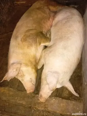 Porci de carne - imagine 2 Porci de carne - imagine 2