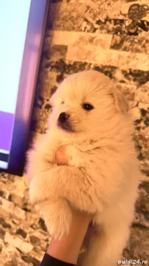 Pomeranian Minitoy femela   - imagine 4
