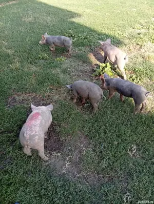 purcei 450 lei Dobrotești  - imagine 3 purcei 450 lei Dobrotești  - imagine 3