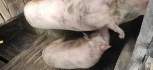 Vând porc crescut bio la curte - imagine 2 Vând porc crescut bio la curte - imagine 2