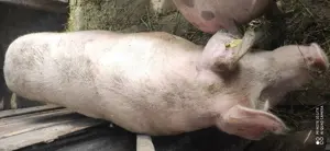 Vând porc crescut bio la curte - imagine 3 Vând porc crescut bio la curte - imagine 3