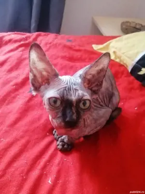 Pisici sfinx