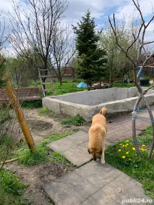 Casa langa padure - imagine 5