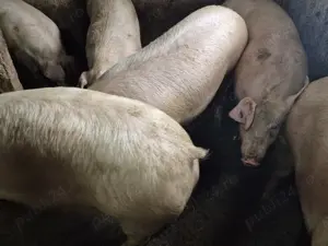 Porci 100-180kile Pick - imagine 6