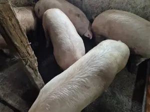 Porci 100-180kile Pick - imagine 2