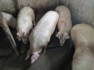 Porci 100-180kile Pick - imagine 7