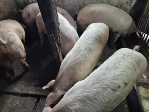 Porci 100-180kile Pick - imagine 4