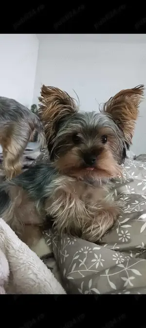 Mascul Yorkie Toy in cautare de partenera - imagine 2