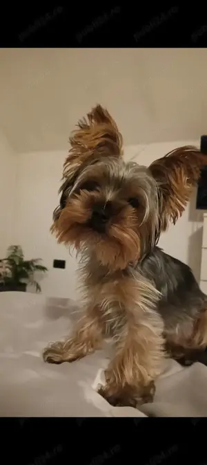 Mascul Yorkie Toy in cautare de partenera - imagine 4