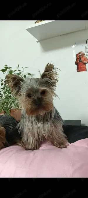 Mascul Yorkie Toy in cautare de partenera - imagine 3