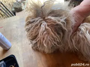 Tuns caini si pisici la domiciliu