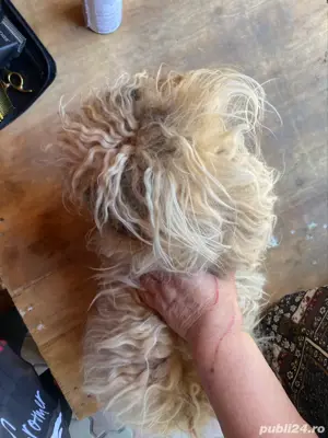 Tuns caini si pisici la domiciliu - imagine 3
