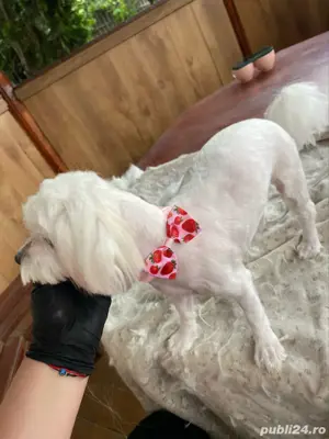 Tuns caini si pisici la domiciliu - imagine 2