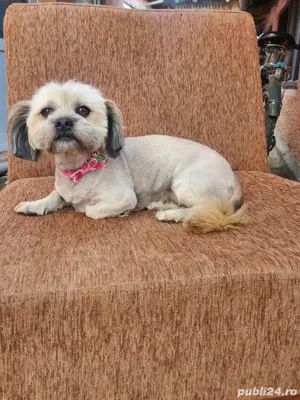 Tuns caini si pisici  - imagine 3