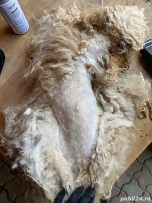 Tuns caini si pisici la domiciliu - imagine 4