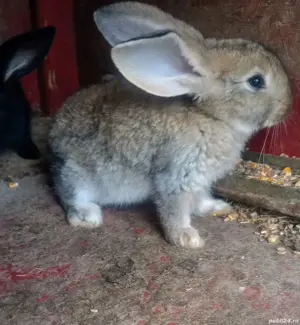 Iepurii de vanzare - imagine 2