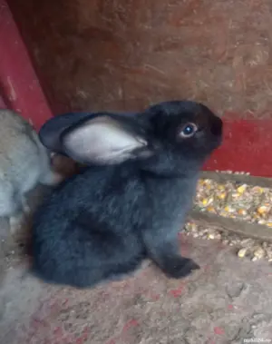 Iepurii de vanzare - imagine 3