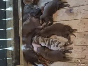 techel de vinzare  - imagine 3