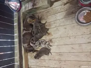 techel de vinzare  - imagine 2