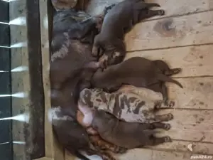 techel de vinzare  - imagine 4