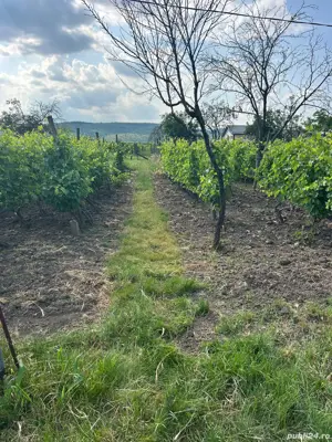 Casa tip parter Merei - imagine 6