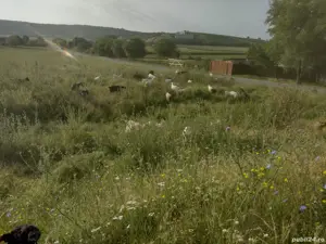 capre de vînzare  - imagine 2 capre de vînzare  - imagine 2