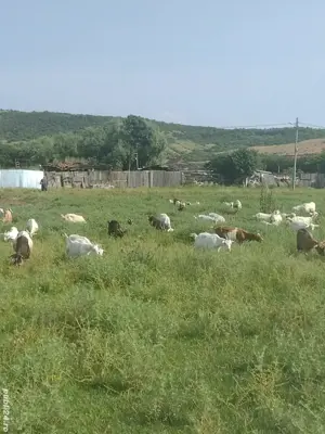 capre de vînzare  - imagine 3 capre de vînzare  - imagine 3