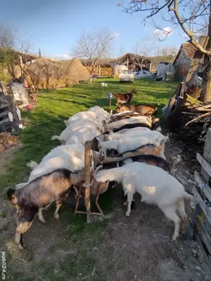 capre de vînzare  - imagine 4 capre de vînzare  - imagine 4