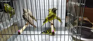canari si exotice - imagine 2