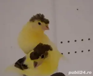 canari si exotice - imagine 3