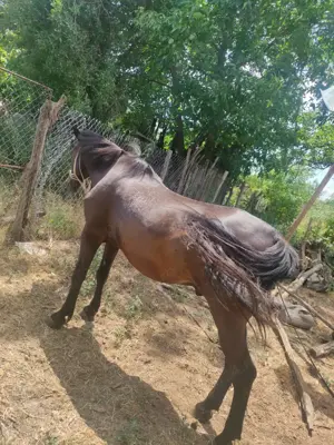 Cal blând de vânzare  - imagine 3