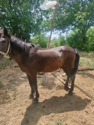 Cal blând de vânzare  - imagine 2