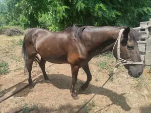 Cal blând de vânzare 