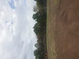 Lot de casa Argex Băbana Groși