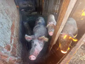 Vând purcei și porci grași, de taiat - imagine 2