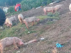 Vând purcei și porci grași, de taiat - imagine 3