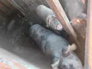 Vând purcei și porci grași, de taiat - imagine 5